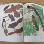 原色精密 日本鳥類写生大図譜 内容1