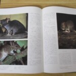 世界動物百科 内容2