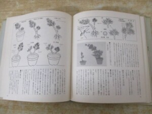 盆栽と栽景のつくり方