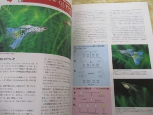 グッピー年鑑 内容2