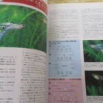 グッピー年鑑 内容2