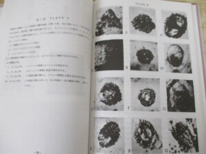 血球の起源 内容2