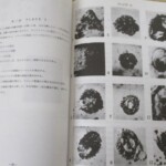 血球の起源 内容2